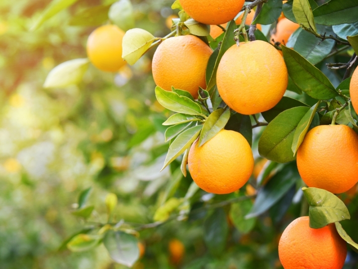 Previsão de aumento de estoques de suco de laranja