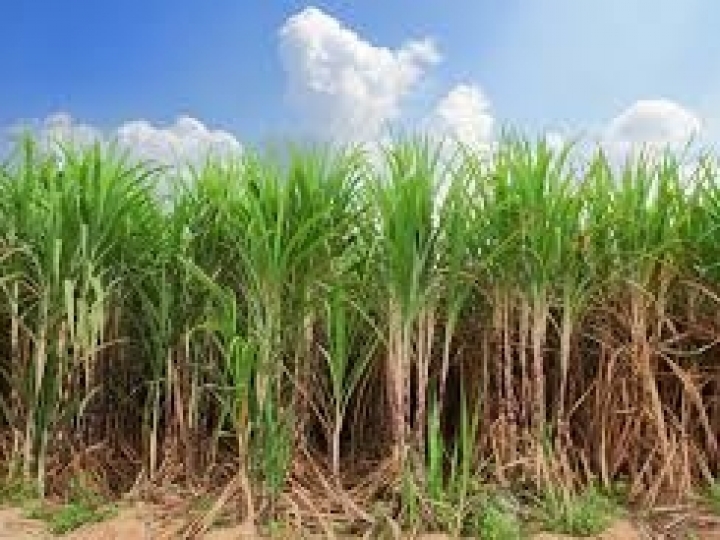 Safra da cana brasileira é direcionada à produção de açúcar