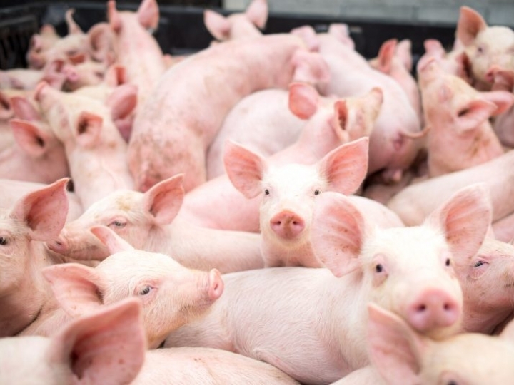 Pesquisa mostra como as indústrias sofrem os efeitos da pandemia