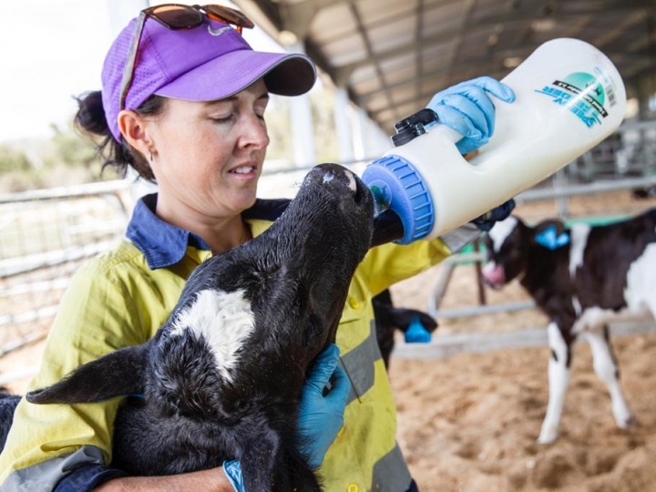 Alta divulga eficiência de colostragem de bezerras leiteiras