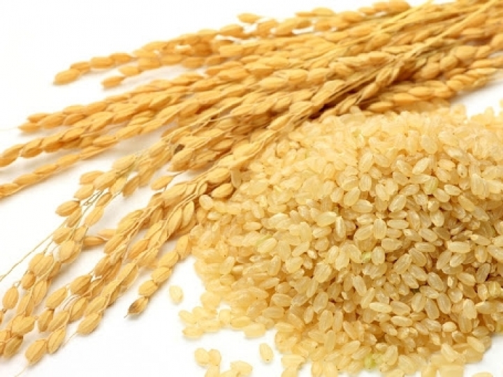 Mapa publica zoneamento do arroz e do algodão