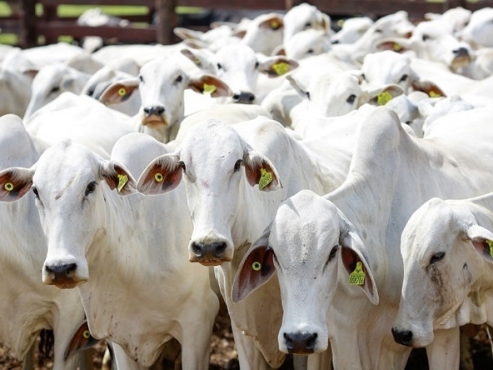 Brasil exportará carne bovina e miúdos para Tailândia