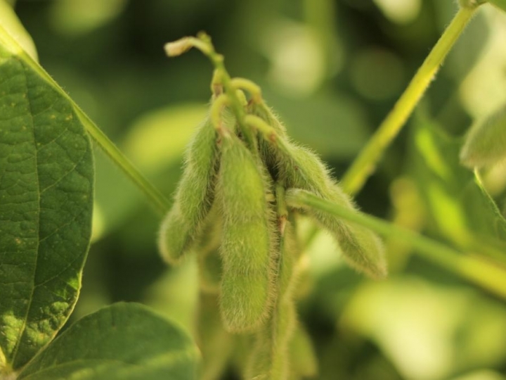 Irrigação inteligente promove estabilidade e aumento da produtividade da soja