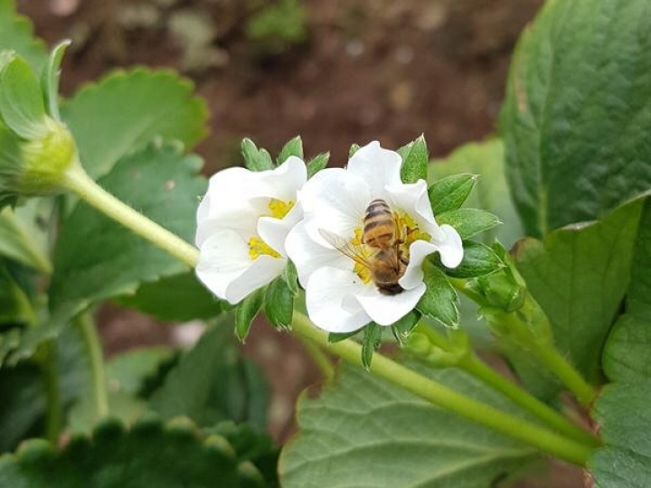 Dia da Abelha:  ganho na relação entre agricultura e apicultura