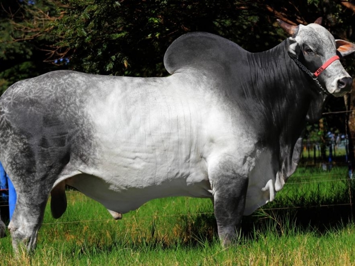 Touro Nelore da bateria ABS é líder em dois sumários