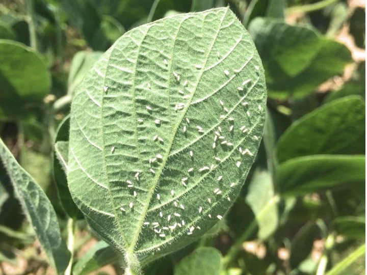 Rede de ensaios de mosca branca comprova eficiência do Trivor