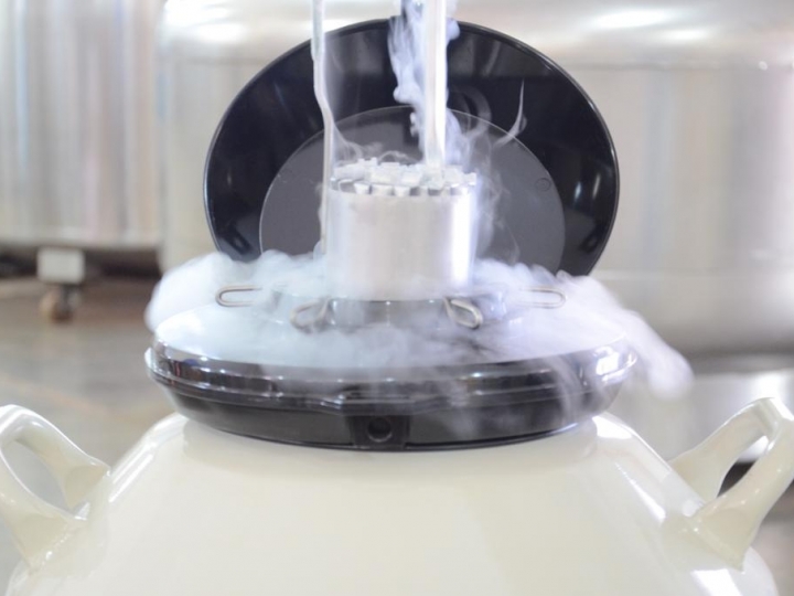 Index ASBIA mostra crescimento de 22% na comercialização de sêmen