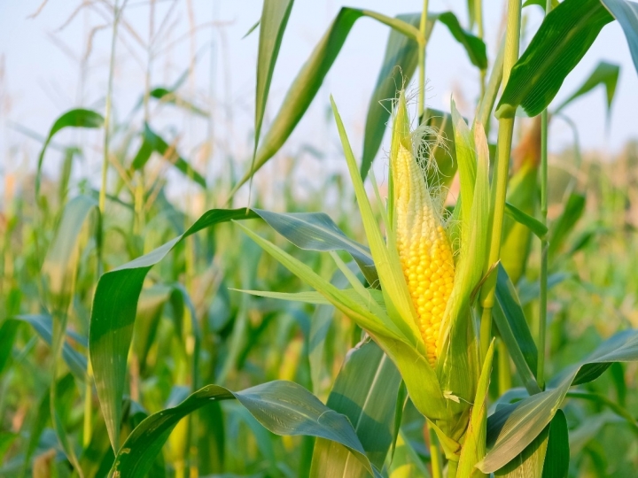 Monitoramento mostra impacto climático dos cultivos de verão