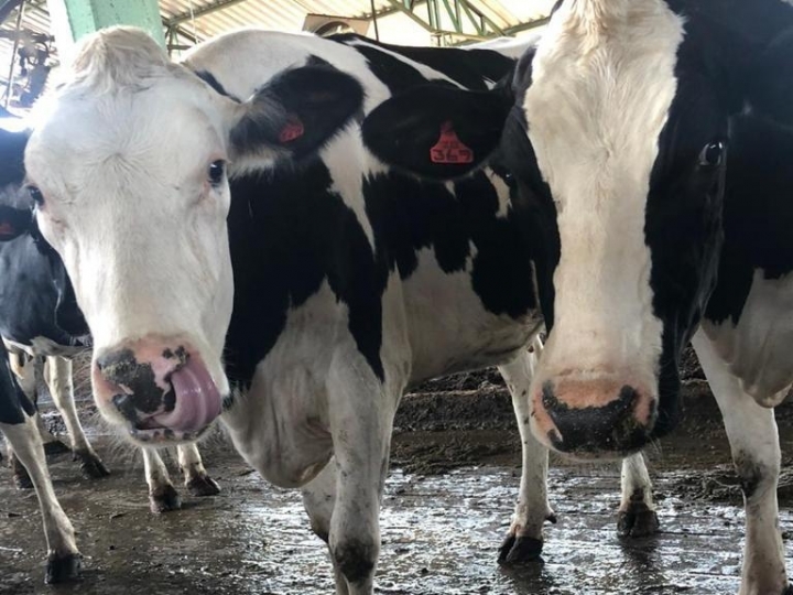 Entressafra do leite: alta dos insumos e escassez de volume 