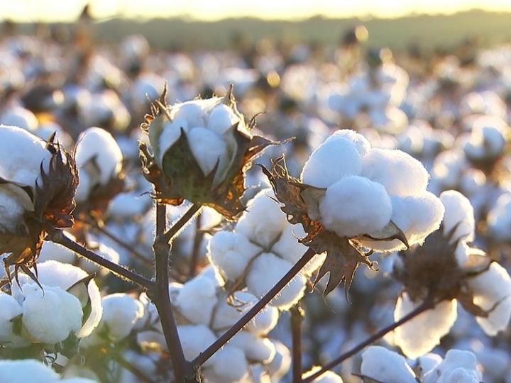  Área de algodão na Bahia teve um incremento de 3,6%