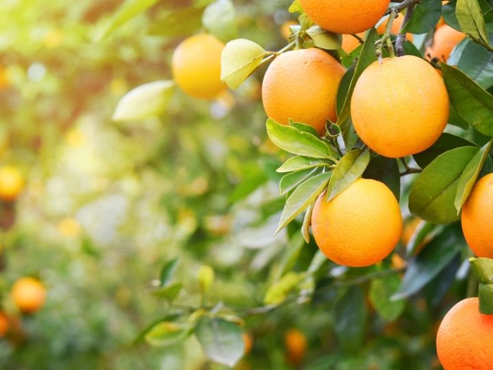 Exportações de suco de laranja seguem em alta