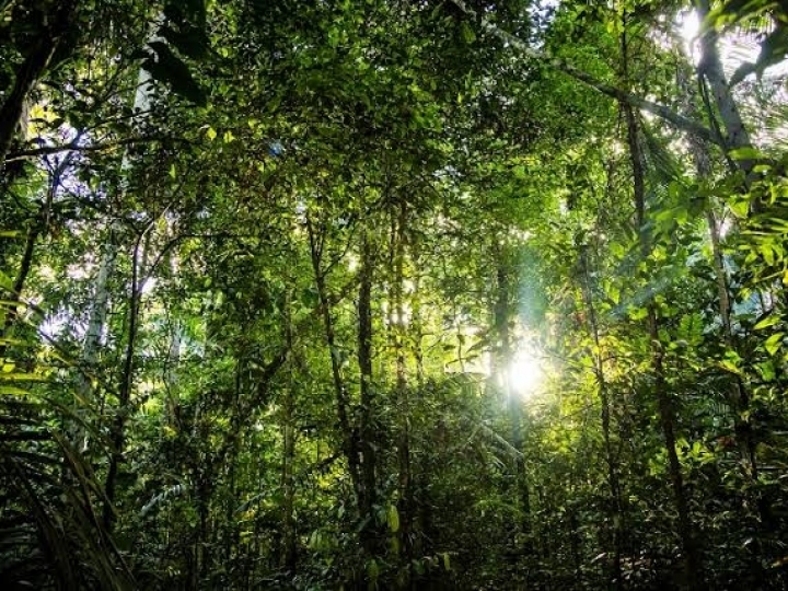 Mapa e CBI lançam Plano de Investimento para Agricultura Sustentável
