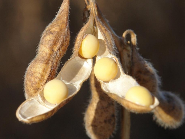 FMC apresenta projeto inovador para cultura da soja