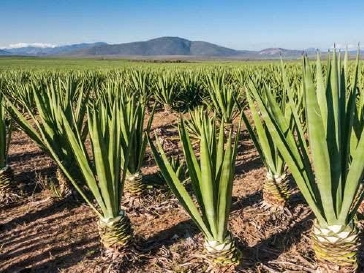 Governo reajusta preços mínimos das culturas de verão e produtos regionais