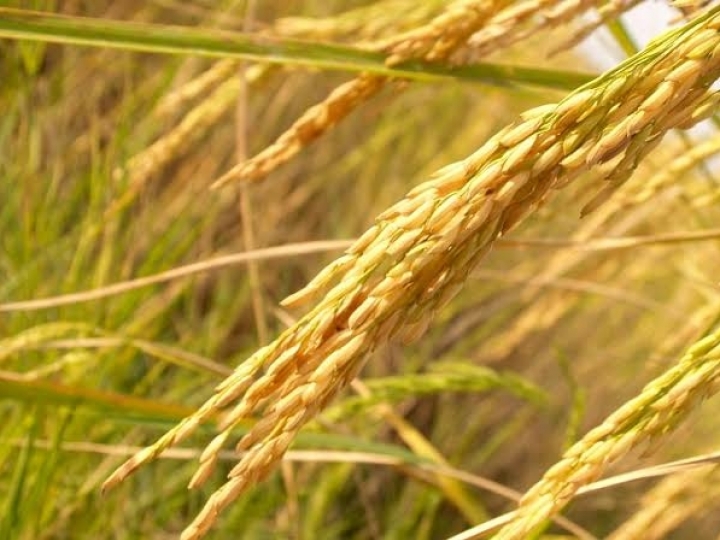 Arroz da safra 2018/19 fecha com 516 mil t no volume total de estoques