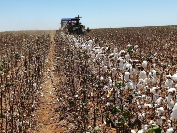  Protótipo de colheitadeira de algodão beneficiará agricultores familiares do Brasil e AL