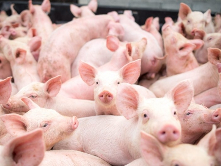 Exportações de carne suína alcançam 102,4 mil t em maio