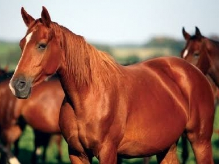 Cuidados essenciais com os equinos durante o inverno