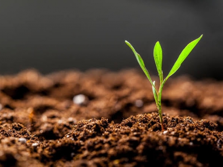 Adubação do solo: como conseguir os melhores resultados