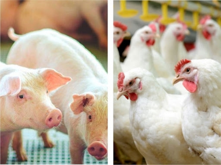 Pesquisa mostra como as indústrias de ovos,  frangos e suínos sofrem os efeitos da pandemia