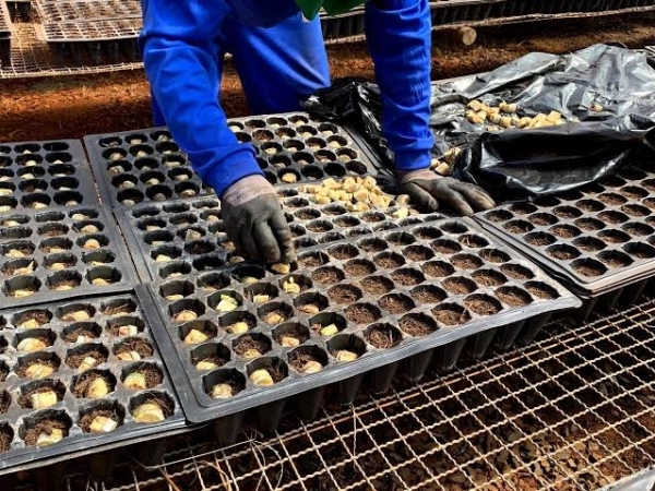  A biofábrica é considerada a maior do setor com 24 mil metros quadrados de estufa, além de uma grande área para futura expansão - Foto: Divulgação 