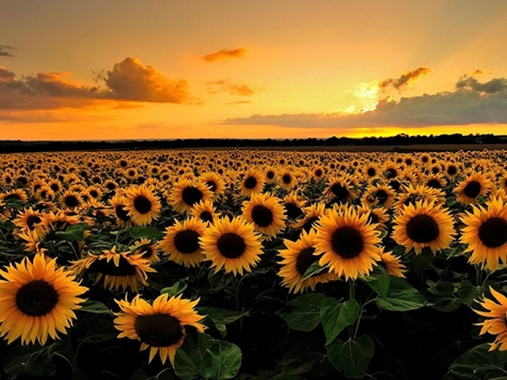 Zoneamento das culturas da soja e do girassol