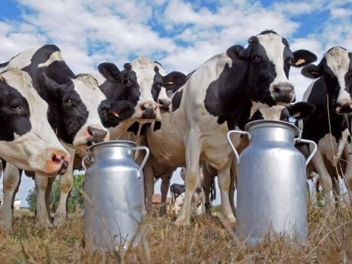 Pecuária leiteira: workshop online debate sobre o uso de recursos de inteligência animal e o impacto na eficiência produtiva