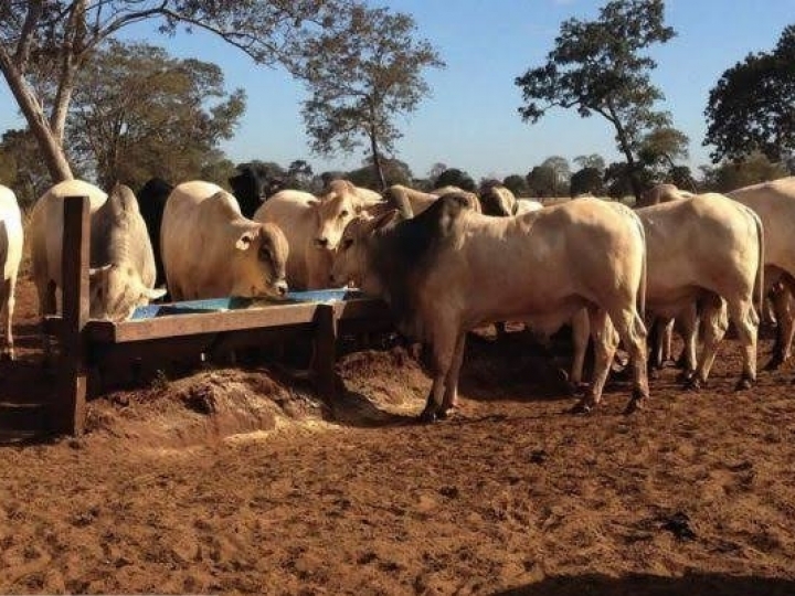 Semi-confinamento: uma prática cada vez mais adotada 