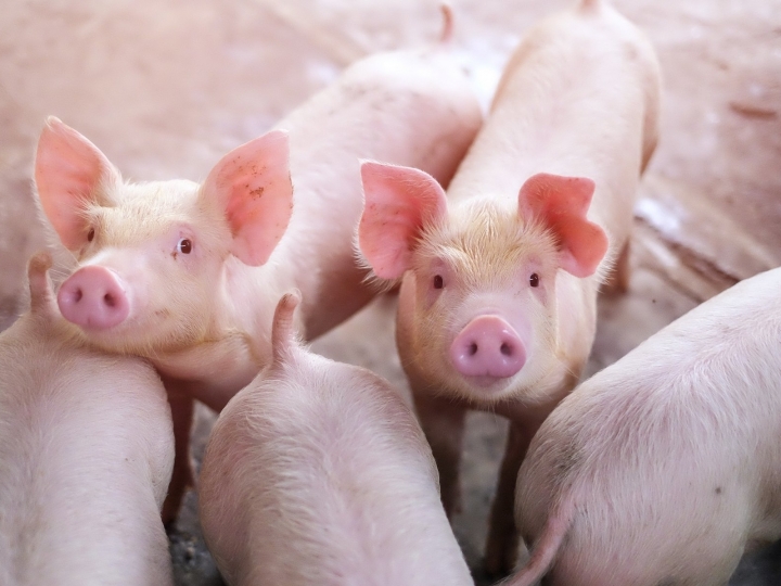 Coronavírus e Peste Suína Africana aumentam demanda internacional por carne suína brasileira