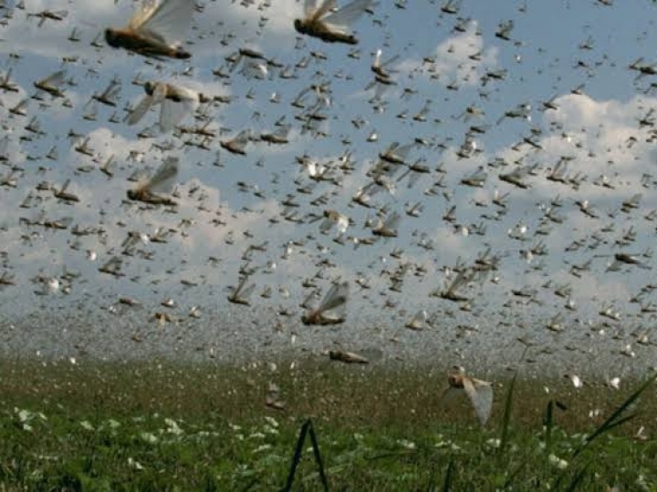 Ministério da Agricultura monitora nuvem de gafanhotos