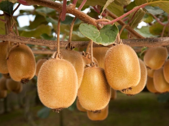 Kiwis como potencial de consumo do mercado brasileiro