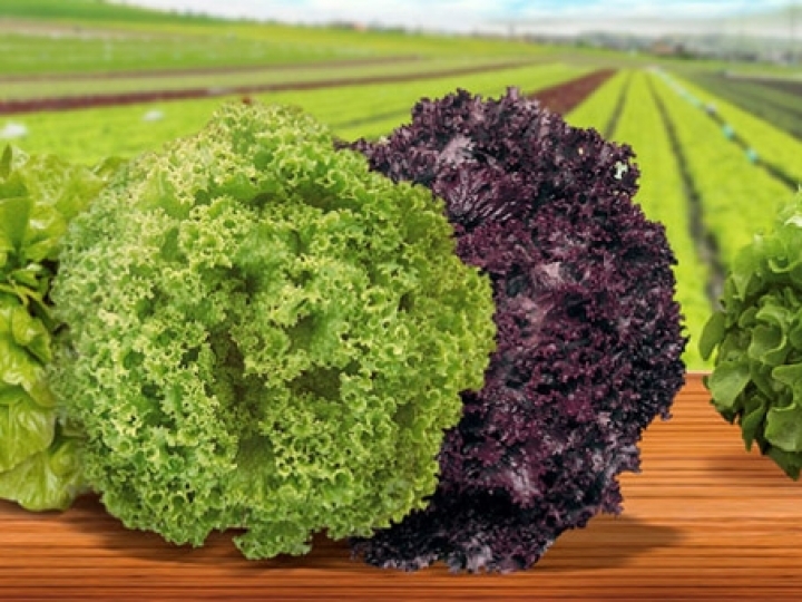 Consumo de alface pode ser aliado em momentos de ansiedade