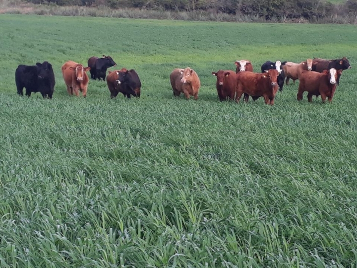 Ter pastagem é questão de gestão da pecuária