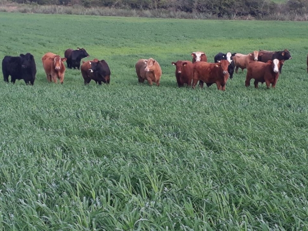 Pastagem permite melhorar os ganhos na propriedade. Foto: Divulgação 