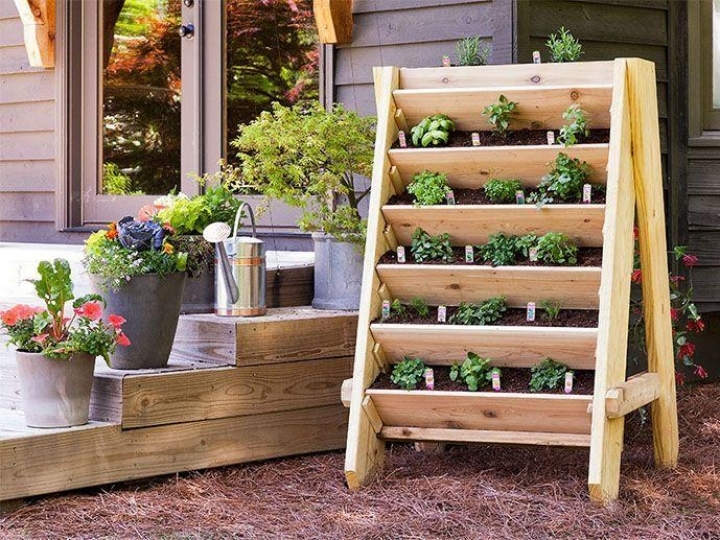 Cuidar de plantas vira passatempo para milhões de brasileiros