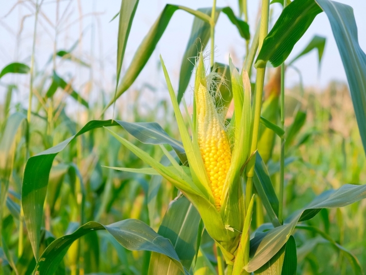 Efeito das chuvas no milho safrinha
