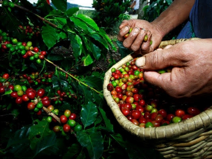 Conab adia pesquisa de campo para levantamento da safra de café 2020