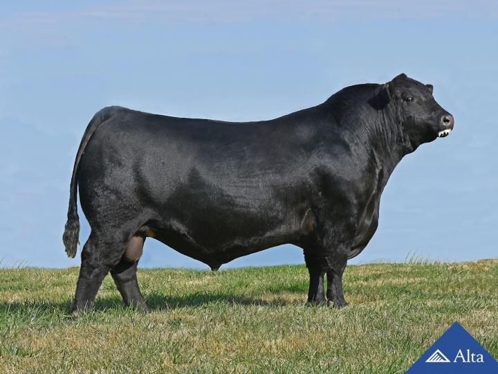  Alta reforça bateria de taurinos para atender crescente demanda