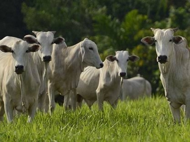 Ano deve ser de saldo positivo para a pecuária de corte brasileira