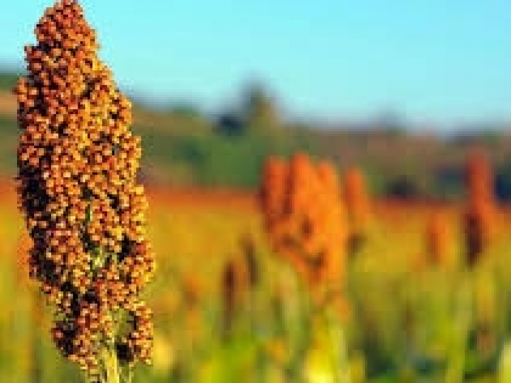 Publicado zoneamento das culturas de milho 1ª safra e sorgo para a safra 2020/2021