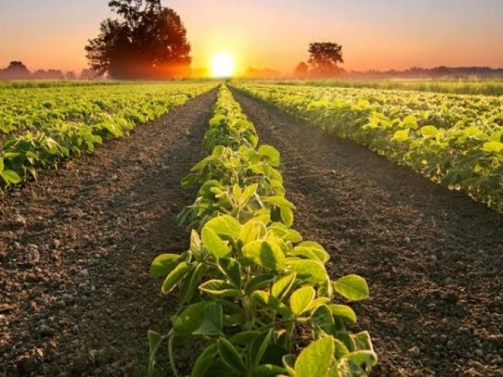 Canal anônimo denuncia venda casada no crédito agrícola