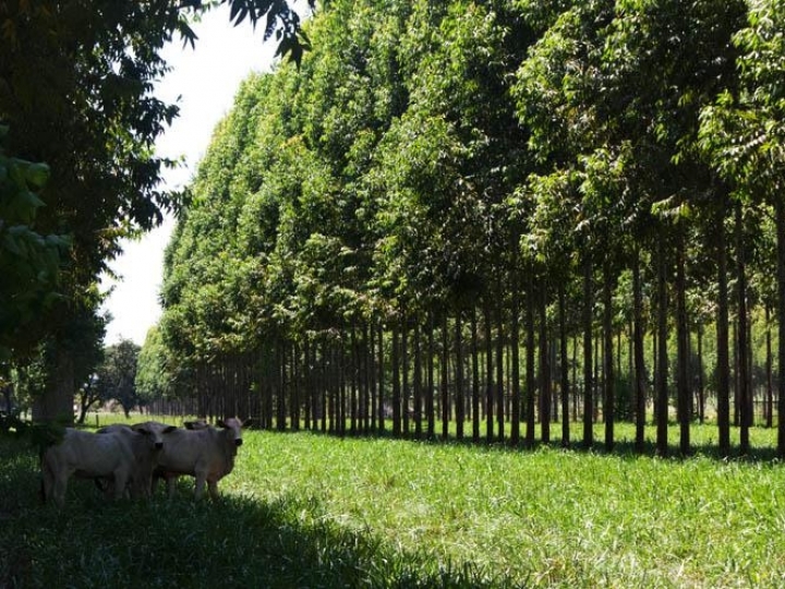 Comissão vai acompanhar políticas de baixa emissão de carbono na agricultura
