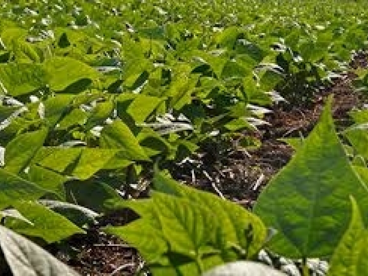 Embrapa e Bayer iniciam projeto piloto em agricultura de baixo carbono