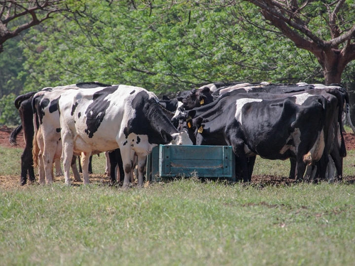 Nutrição de precisão alia produção e sustentabilidade na pecuária leiteira