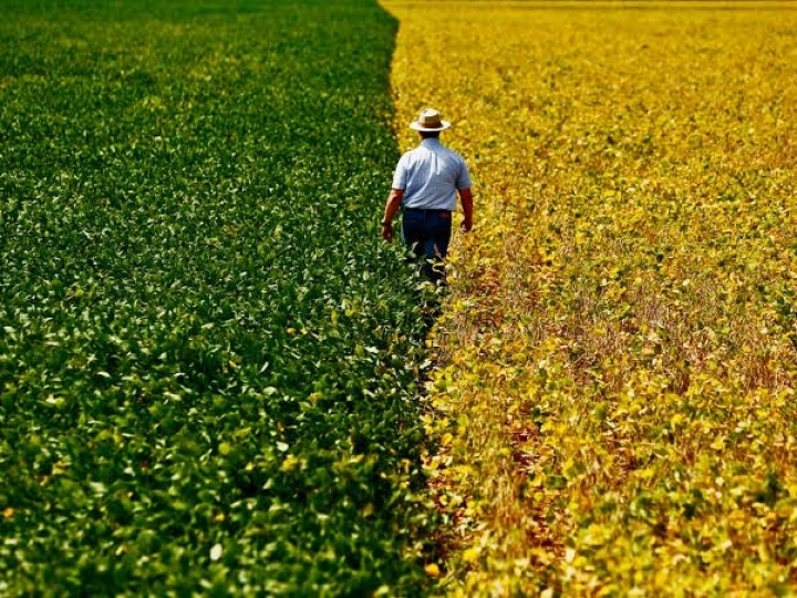 PIB do agronegócio cresce 3,78% de janeiro a abril de 2020