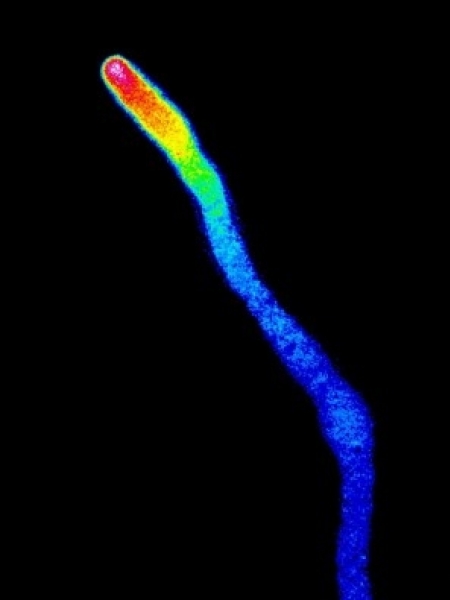 Descoberta revela como a célula do pólen cresce para alcançar os óvulos nas flores e abre caminho tanto para o melhoramento de culturas alimentícias como para a compreensão do crescimento de fungos e neurônios. Foto: tubo polínico da Arabidopsis thaliana/