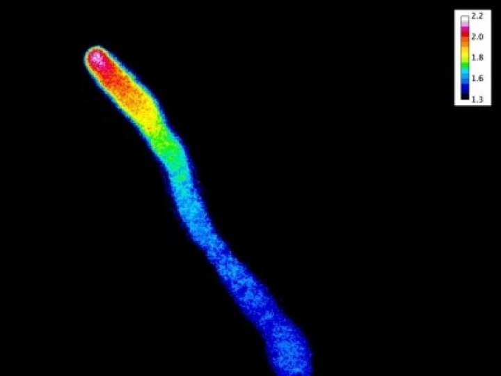 Pesquisadores desvendam mecanismo da fertilização das plantas
