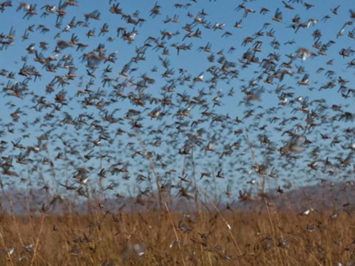 Como as nuvens de gafanhotos se formam?