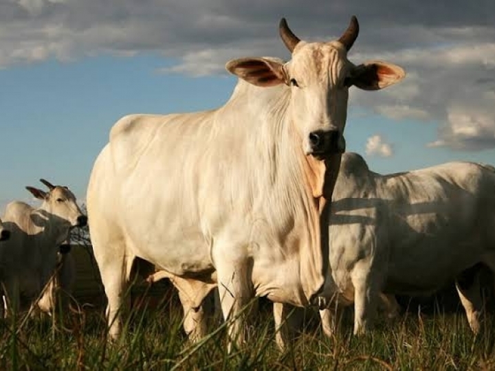 IZ comemora 115 anos levando à mesa do consumidor o que há de melhor em tecnologia de produção animal transferida ao produtor rural 