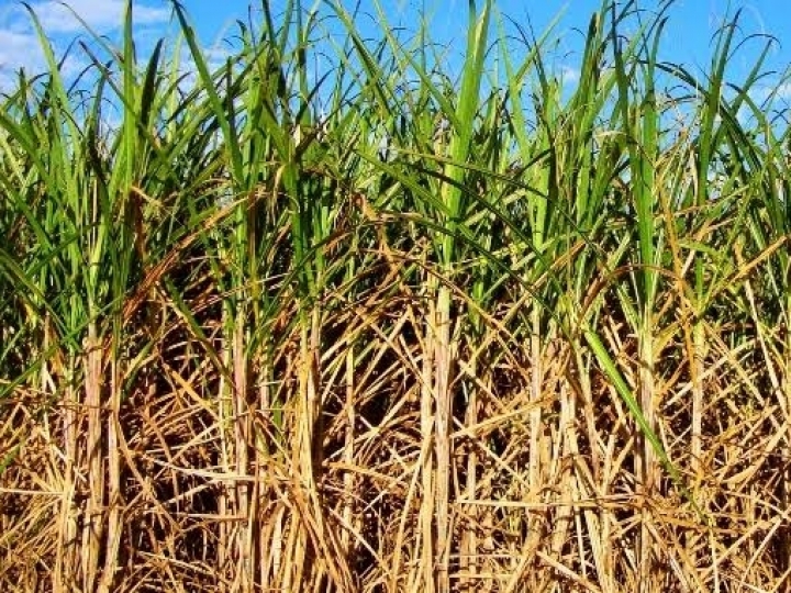 Biosev atinge 1,8 bilhão no EBITDA ajustado na safra 19/20